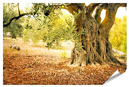 islandburner Prime Bild Poster Alter Olivenbaum In Der Sonne Premium Bilder Fotodruck