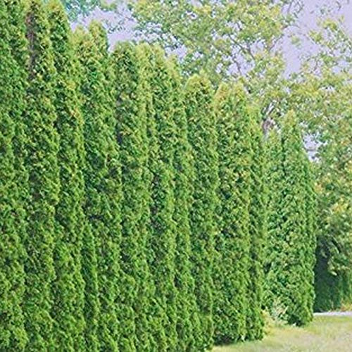 semi resistenti di cipresso - esotiche giardino esterno interno perenni pieno sole 150pcs