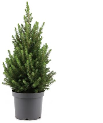 Bloomique – Picea Glauca December – Mini-Weihnachtsbaum – Zwergfichte – Weihnachtsdekoration – Für drinnen und draußen – Winterhart – Immergrün – 40–60 cm hoch – Topf 19 cm