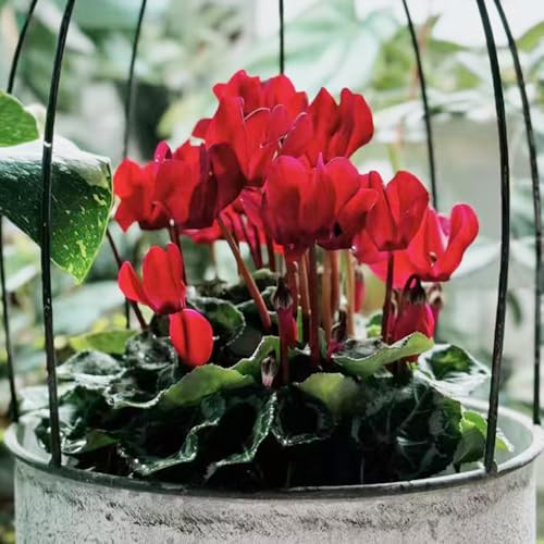 ciclamino balcone estate riverdimento tetti semi perenni resistenti primi semi selvatico giardino 20pcs
