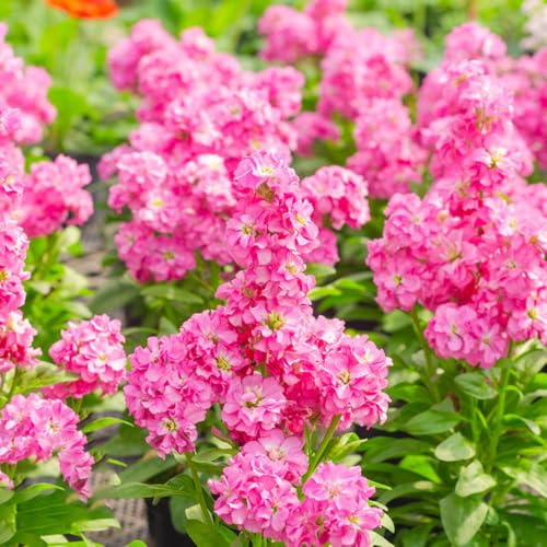 levkojen zimmerpflanze pflanzensamen wildkräuter schnittblumen blumensamen mehrjährig winterhart usambaraveilchen balkon garten pflanzendeko exotische zimmerpflanzen schattenpflanzen 300samen