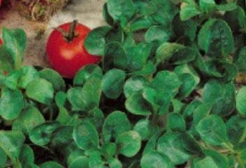 Pcs - 100x Mâche Favor Valerianella Locusta Légumes Semences Plantes - Graines K199 - Seeds & Plants Shop by Ipsa