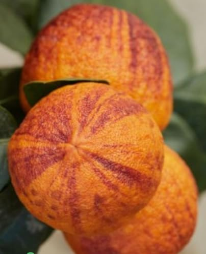 Pianta di ARANCIO ARCOBALENO Citrus Meyeri x Citrus Sinensis