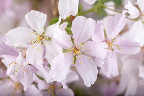 Prunus kurilensis 'Brillant' 80 cm Stammhöhe – Winterhart, Mehrjährig, Pflegeleicht – Kurilenkirsche – Ziergehölz für Garten & Vorgarten