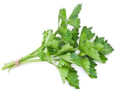 Sachet de graines de Cerfeuil commun simple - Sachet de 5 grammes - Graines de style