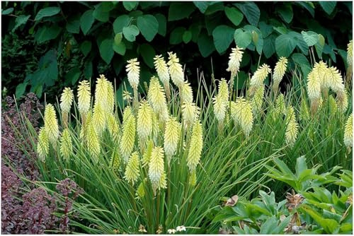 Stauden Gänge 1 x Kniphofia 'Pineapple Popsicle' Fackellilie Gelb | Fackellilie – winterharte Staude & Dauerblüher für sonnige Beete, mehrjährig, bienenfreundlich, 1 L Topf (11x11 cm)