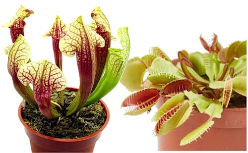 Duo Venus y Sarracenia : Increíble Adición de Jardín - Plantas Carnívoras en Vivo
