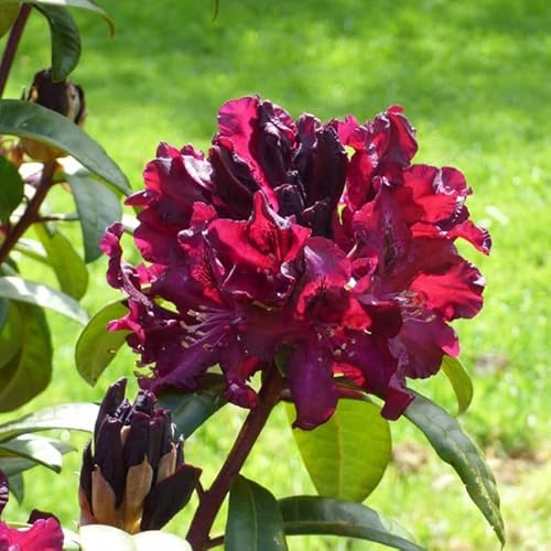 1-2Yrs Old Rhododendron Plants Live in Pot, Rhododendron Azale Bush Shrub Tree Plant, Black Purple