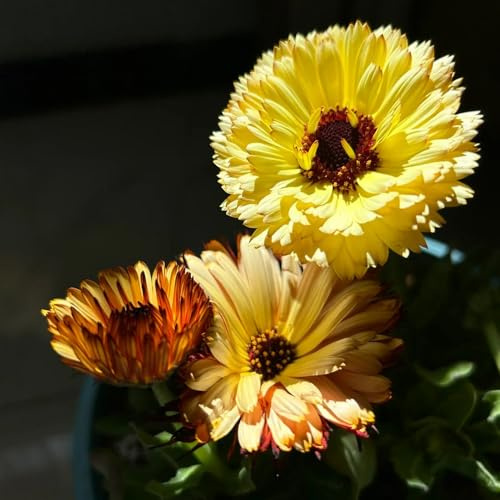 semi di calendula biologici - calendula - resistenti all'esterno di calendula di perenni resistenti da aiuola rialzata per luoghi 200pcs