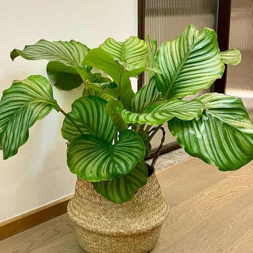 Semillas de calathea, arrurruz, raras, de interior Maranta arundinacea, semillas de interior en para exterior resistentes 200pcs