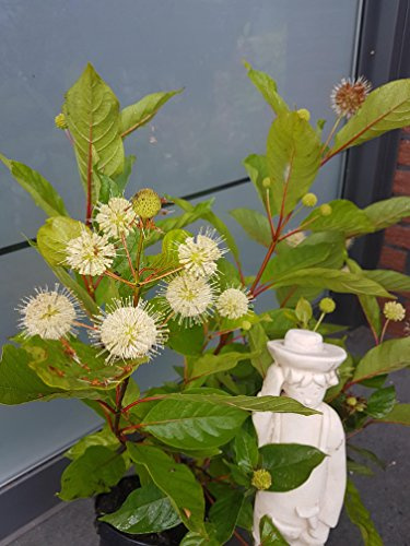 Knopfblume Cephalanthus occidentalis 40-60 cm hoch 3 L Topf | Winterhart & bienenfreundlich – insektenfreundlich, feuchtigkeitsliebend, seltene Pflanze für feuchte Standorte im Garten