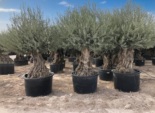 Sunnytree - Olea Europea - Olivenbaum Winterhart - 140 JAHRE ALT - 240 CM