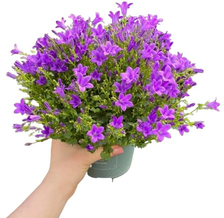 Campánula Natural Planta de Exterior con Flores Azules