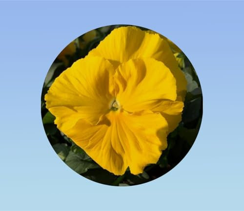 400 graines pensée jaune sans macule - Viola x wittrockiana - plante ornementale - pensée rare sans macule