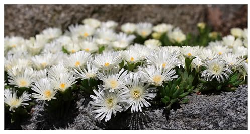 Stauden Gänge 3 x Delosperma cultorum 'Jewel of Desert Moonstone' | Weißer Bodendecker für Sonne, Blüte April bis Oktober, mehrjährig, 9x9 cm Topf