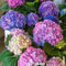 20 semillas / bolsa de semillas Hortensia, Hydrangea China, semillas de flor de hortensia, 12 colores, el crecimiento natural para jardín Plantar