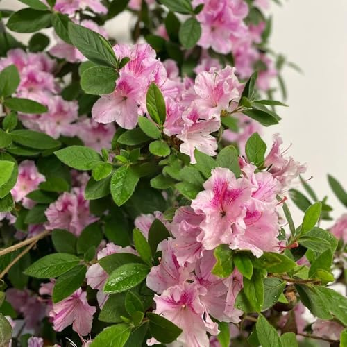 semi di rododendro - resistente perenni 80pcs