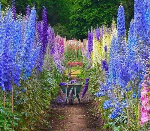 Fresh Larkspur gigante imperiale Mix 100 semi Delphinium consolida