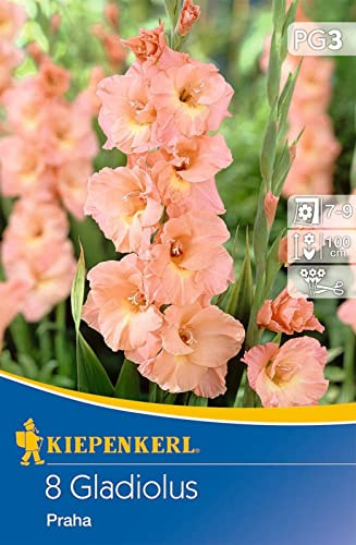 Kiepenkerl 702493, Großblumige Gladiole Praha, Wuchshöhe ca. 90 cm, ideale Schnittblume für den Vasenschnitt, äußerst langlebig, mehrjährig