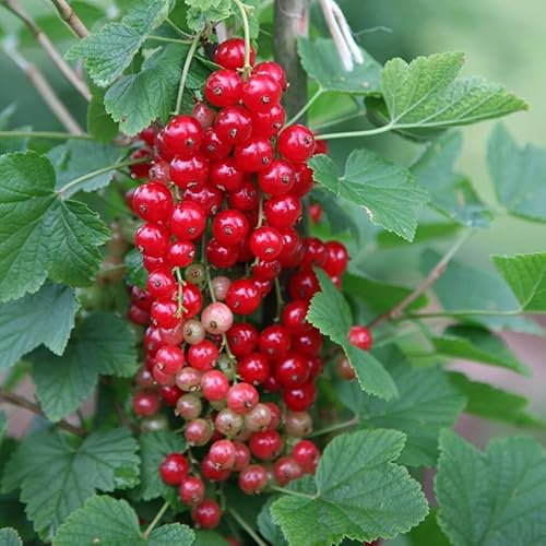Plant Theory Redcurrant Jonkheer Van Tets Fruit Bush Ribes Bare Root