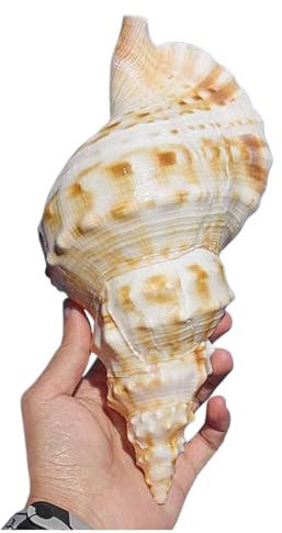 Grand coquillage naturel de la plage de la mer, Grands coquillages naturels, escargot grenouille blanc super grand, 17 à 22 cm, for bricolage, décoration de mariage, fête sur le thème de la plage, 21