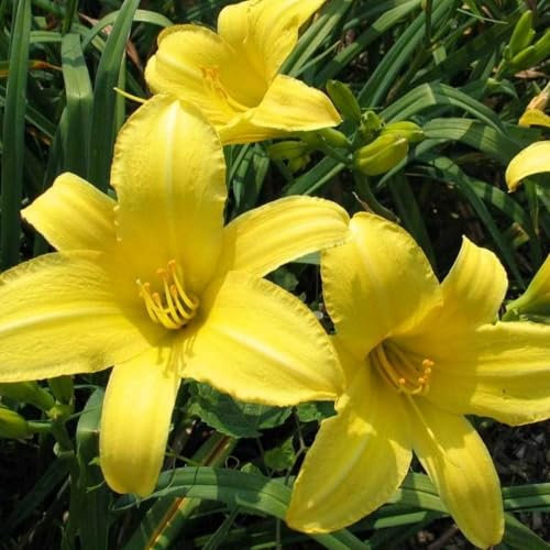 Daylily Bulbs，Bulbs for Planting Now UK Perennial，Flowering Bulbs Excellent Display Indoor Perennial Balcony Garden Bulbs Can Be Potted Aromatic-8 Bulbs-D