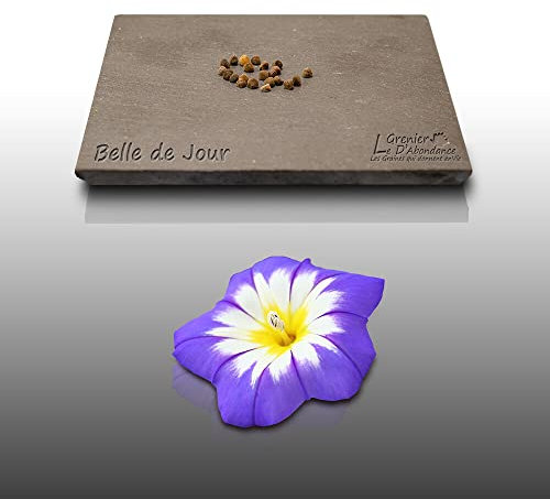 100 graines Fleurs à semer - Le Grenier d'Abondance - BELLE DE JOUR - Convolvulus tricolor