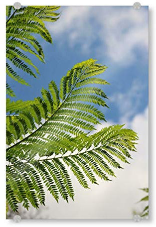 artboxONE Acrylglasbild 30x20 cm Natur Farn Blätter in Afrika Bild hinter Acrylglas - Bild Farn Afrika blätter
