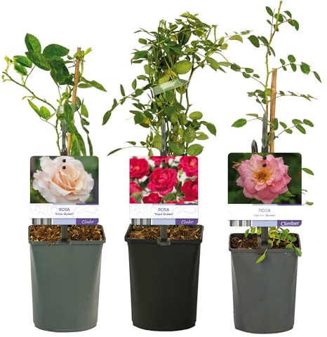 GardenersDream Lot de 3 Rosiers en Pot – Royal Queen, Snow Queen et Salmon Queen – Arbustes de Jardin Faciles d’Entretien pour Bordures, Terrasses et Bacs