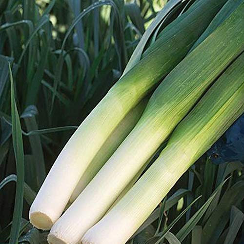 Leek Seeds, Grow Your Own Vegetables, Reliable and Easy to Grow, Autumn Cropping, Kitchen Gardens & Allotments, 1 x Packet Leek Mercurian Seeds (75 Seeds) by Thompson & Morgan
