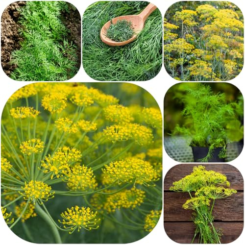 Semi di aneto - per giardinieri aromatiche da giardino raro giardino aromatiche prodotti sostenibili selvatiche semi di verdi vecchie varietà 1000pcs
