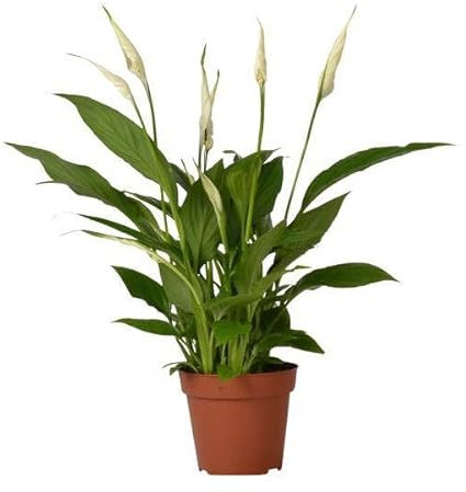 Einblatt – Spathiphyllum Bingo Cupido – Zimmerpflanze – Ø12 cm Topf – ca. 45 cm hoch – Luftreinigend – Weiße Blüten – Pflegeleicht & Tropisch