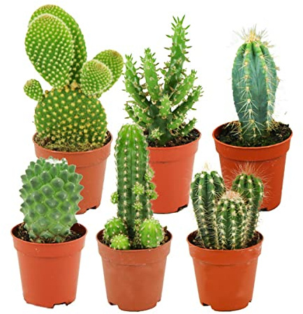 ZynesFlora Cactus Naturelles en pot de fleurs Ø 5.5 cm - Lot de 6 - Hauteur: 5-10 cm - Mélange de Cactus Plantes Grasses Petite Variétés Diverses Plante d'Intérieur