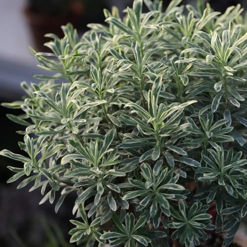 semillas de tártago - balcón jardín perennes, variedades antiguas 150pcs