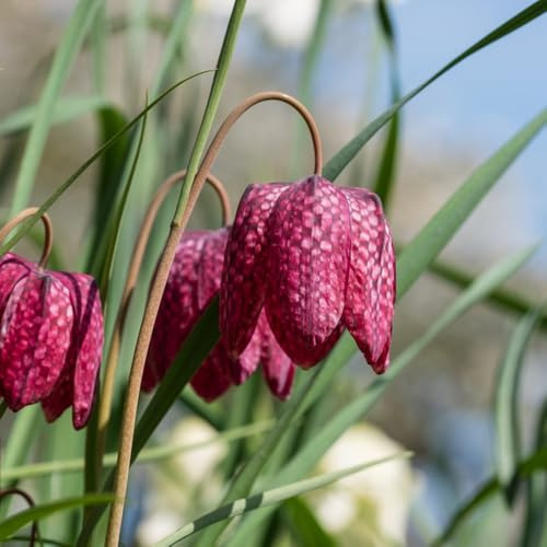 Schachbrettblume - seltene blumenzwiebeln exotische winterhart steingartenpflanzen winterhart gartendeko für draußen bodendecker geschenke für gärtner balkongewächshäuser 19Zwiebeln