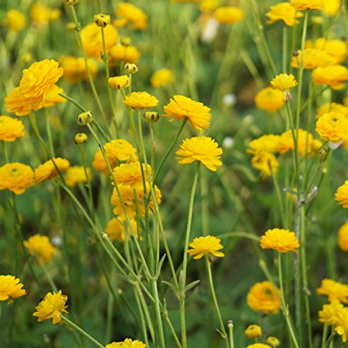Blumixx Stauden Ranunculus acris 'Multiplex' – Gefüllter Scharfer Hahnenfuß, winterhart & mehrjährig, gelb blühende Staude für sonnige bis halbschattige, frische bis feuchte Standorte