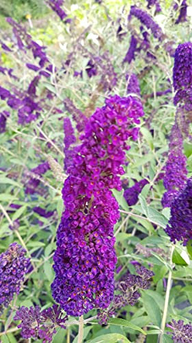 Buddleia davidii 'Empire Blue' / Arbre aux papillons bleu/Conteneur de 3 à 4 litres