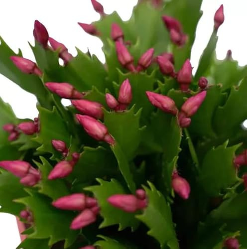 Schlumbergera Planta Natural de Invierno Conocida como Cactus de Navidad