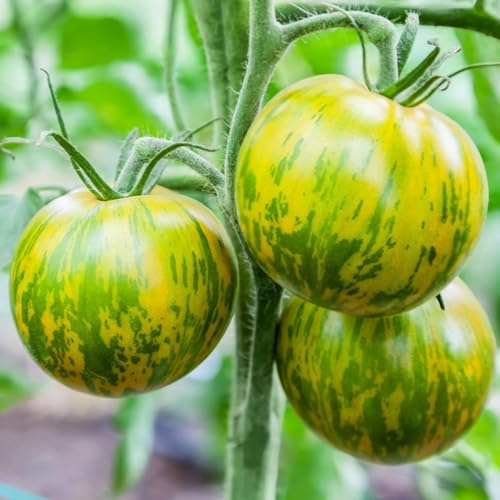 tomatensamen alte sorten - indoor bodendecker winterhart gewächshaus exotische steingartenpflanzen 200pcs