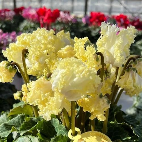 ciclamino ciclamino semi di resistenti ornamentali, decorazione, ombra di decorazione da giardino per esterni, vecchie varietà 200pcs