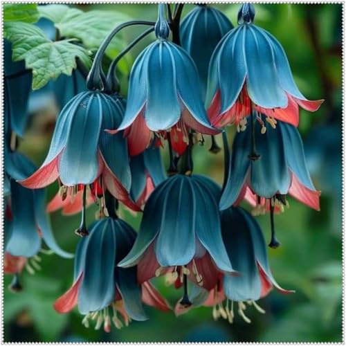 Rizomas Lirio de los Valles Perenne Magic Garden/plantables en primavera y otoño/aptos para interiores y exteriores-5 Rizomas-F