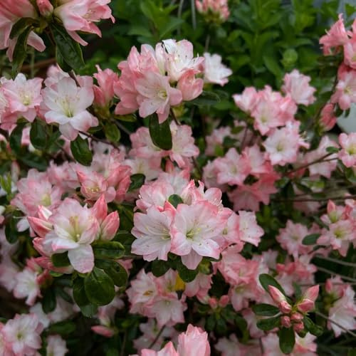 Semi di azalea, rampicanti rododendro resistenti in vaso per l'arredamento dell'ufficio tappezzanti d'appartamento d'appartamento 100pcs