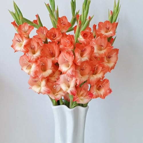 bulbi resistenti alla gladiola - esotiche, serra balcone decorazione per luoghi soleggiati 2pcs