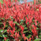65 semillas de la planta Photinia roja