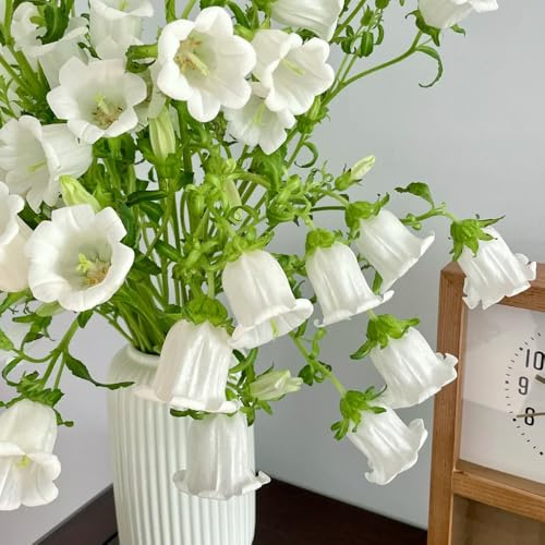 Semillas de campanilla - decoración de la sala de estar Campánula mediana - campanilla resistente orgánicas semillas de jardín de balcón 500pcs