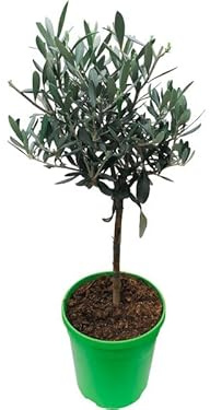 Olivo Copa Natural - Árbol de las Aceitunas - Elegancia Natural en tu Paisaje