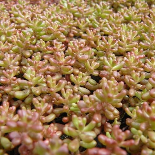 Pianta vera di Sedum album Coral Carpet - Diametro Vaso Ø 13 cm