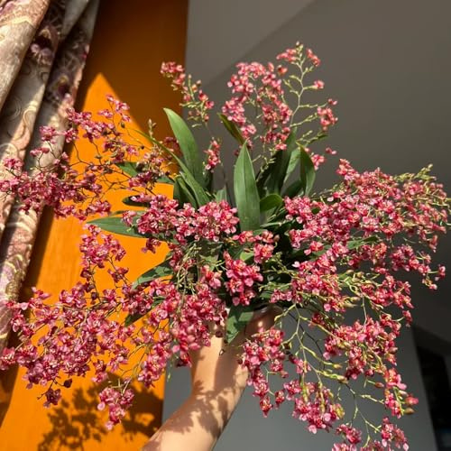 orchidea oncidium, rampicanti, giardino roccioso decorativo ufficio sempreverdi decorazione organica per balcone balcone 80semi