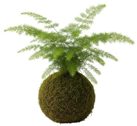 Kokedama Helecho Cola de Zorro Asparagus Densiflorus Planta Natural Viva DECOALIVE