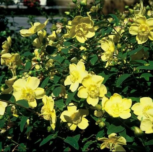 Hypericum 'Hidcote' – 24 Pflanzen – 10-25 cm – Ø9 cm – Gelbe Blüten – Immergrün – Pflegeleichter Strauch – Sonne & Halbschatten